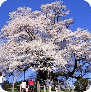 桜の木の写真